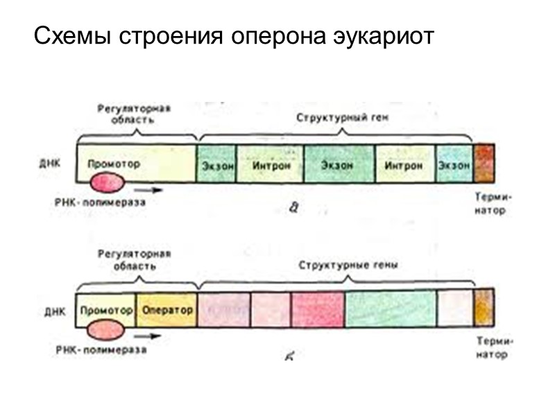 Схемы строения оперона эукариот